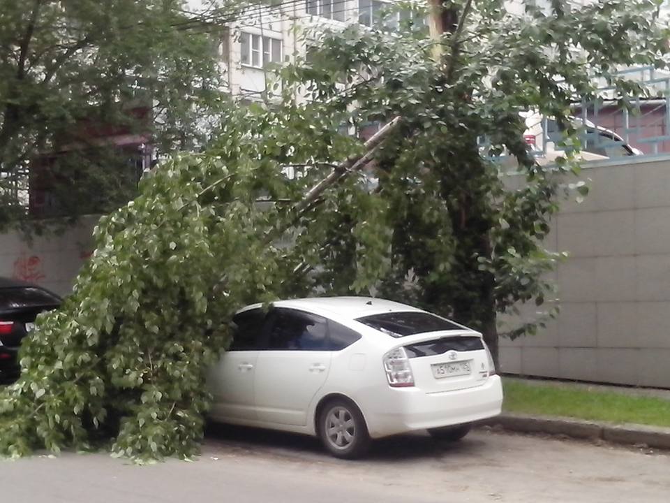 Огромное дерево упало на машину в центре Хабаровска "Вести-Хабаровск"