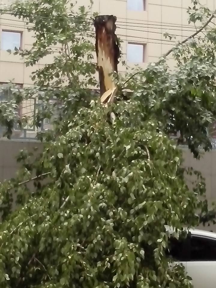 Огромное дерево упало на машину в центре Хабаровска