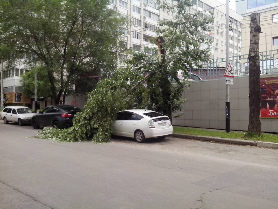 Огромное дерево упало на машину в центре Хабаровска