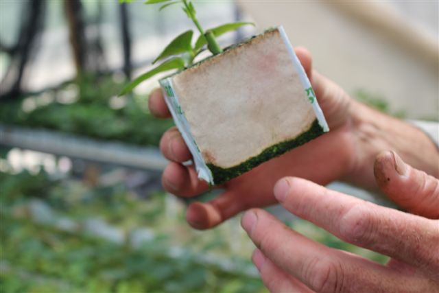 Вместо грунта - вата