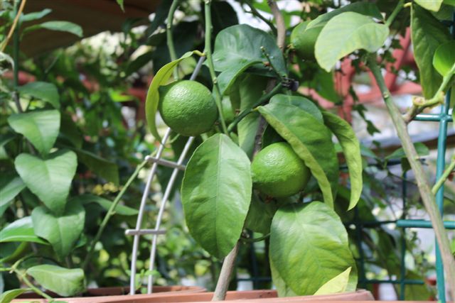 Лимоны в ЛПХ тоже выращивают