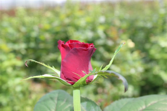 Подготовку к сельхозпереписи начали с самого необычнного цветочного ЛПХ