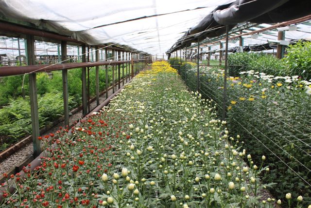 Подготовку к сельхозпереписи начали с самого необычнного цветочного ЛПХ