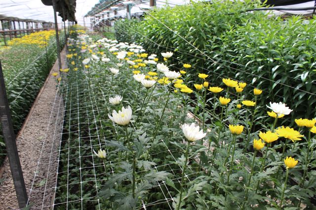 Подготовку к сельхозпереписи начали с самого необычнного цветочного ЛПХ