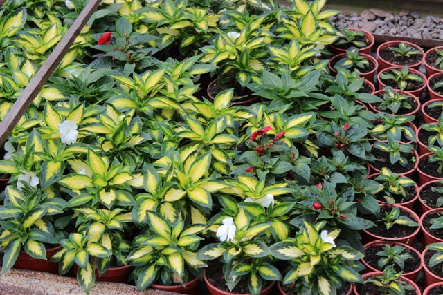 Подготовку к сельхозпереписи начали с самого необычнного цветочного ЛПХ