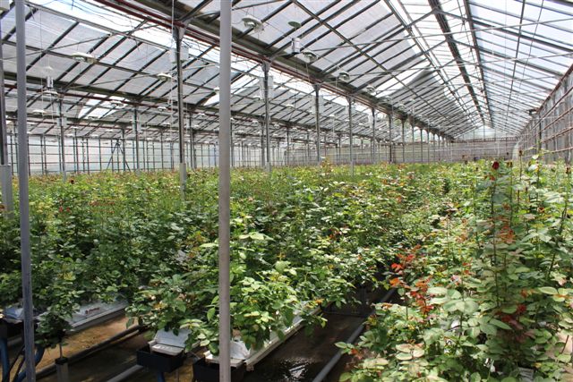 Подготовку к сельхозпереписи начали с самого необычнного цветочного ЛПХ