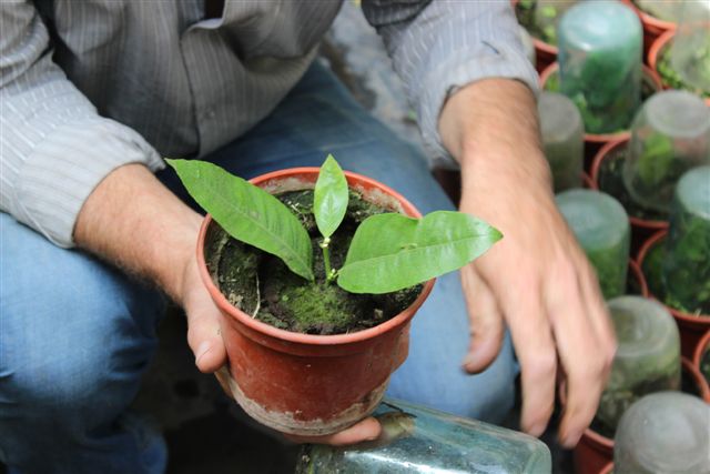 Росток апельсина