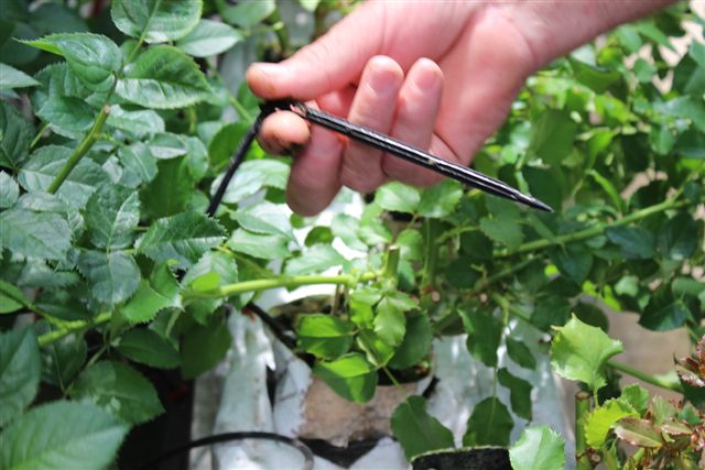 У каждого цветка - свой поливальщик