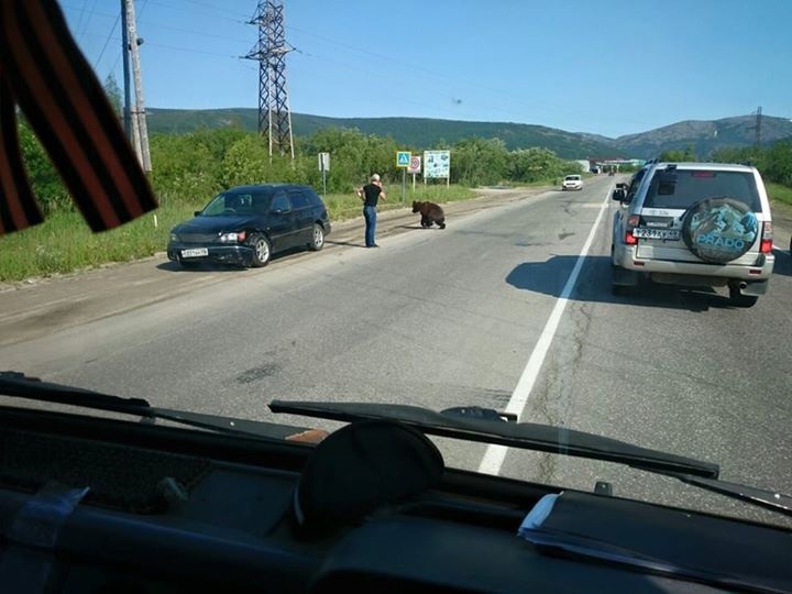 Медведя сбили на дороге в Магадане - MagadanMedia.ru