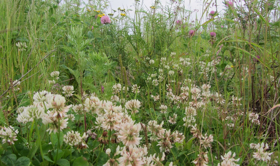 Лес Игорь Чёрный, MagadanMedia