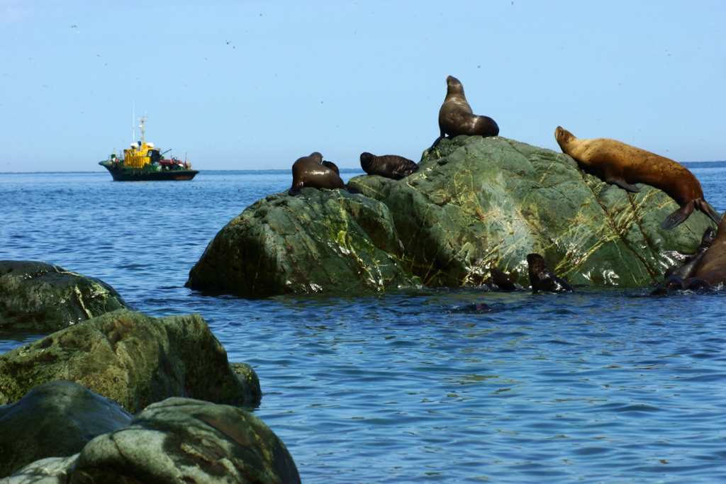 Сивучи на лежбище