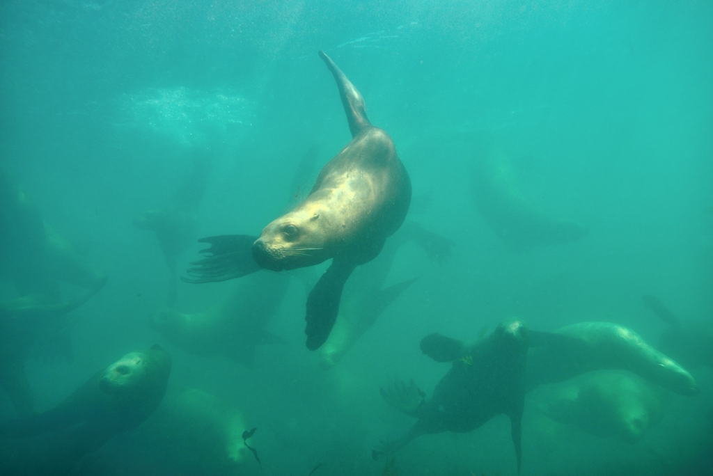 Сивучи под водой