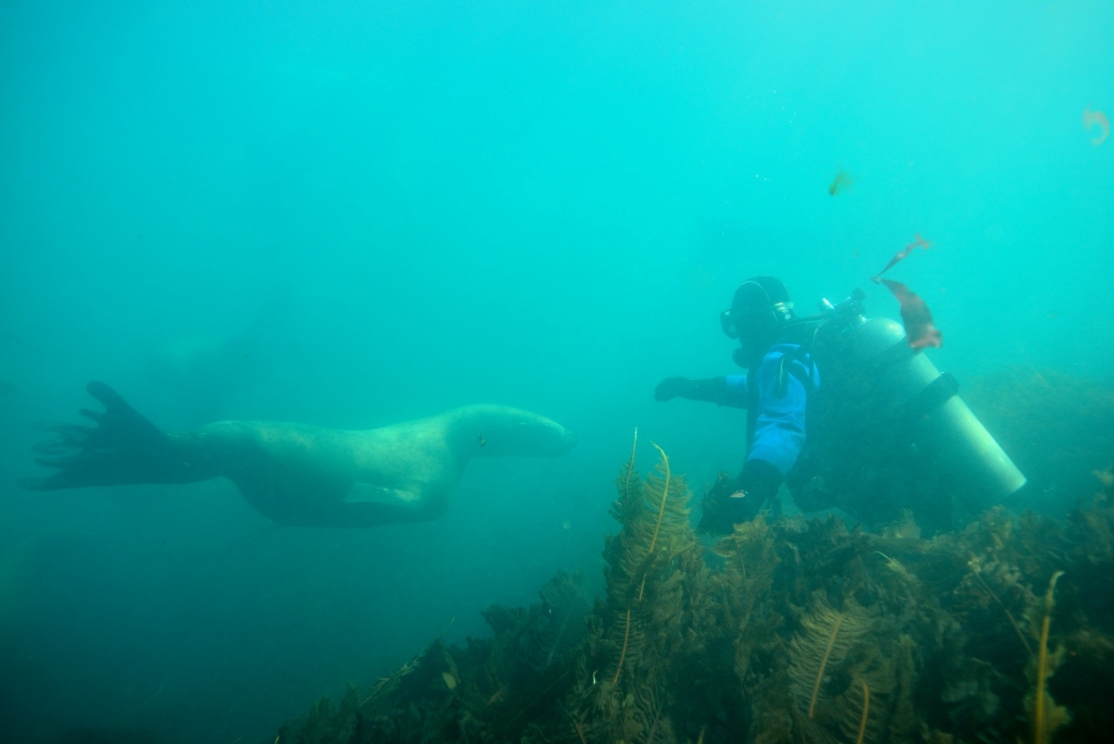 Уникальные подводные кадры