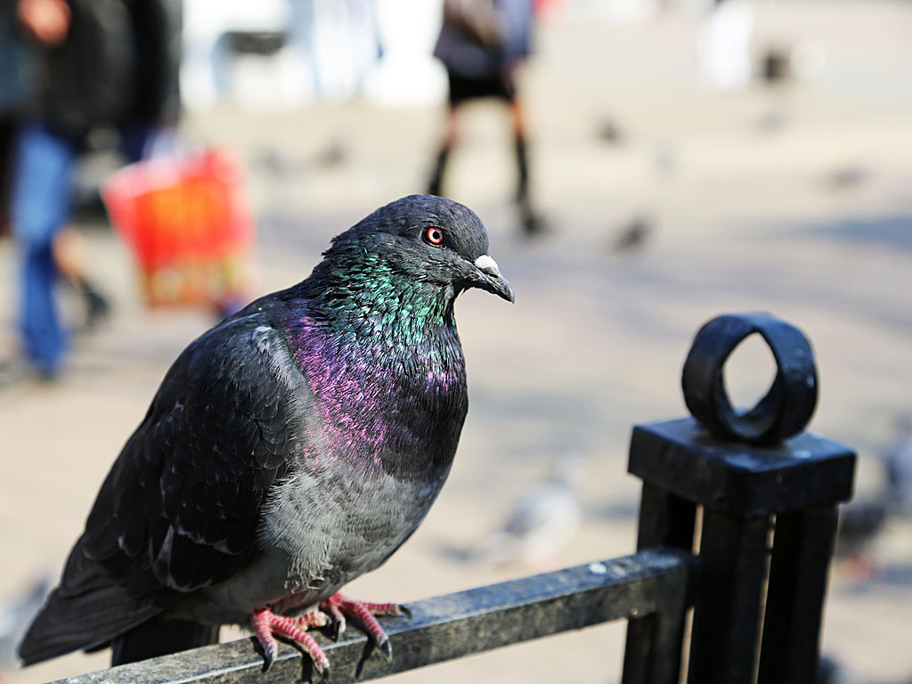 Верхняя часть шеи у голубя с зеленым металлическим блеском 