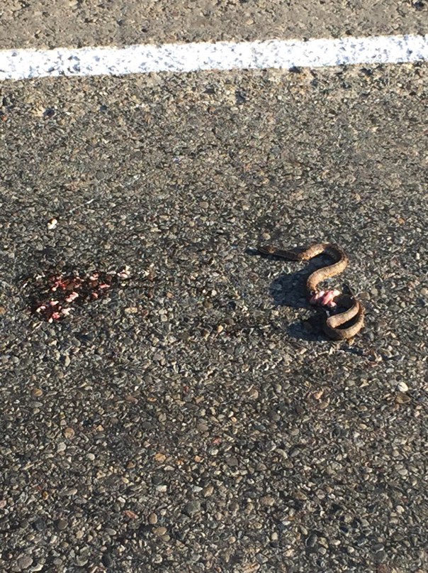 Столкновение шести большегрузов произошло на трассе Хабаровск – Комсомольск-на-Амуре