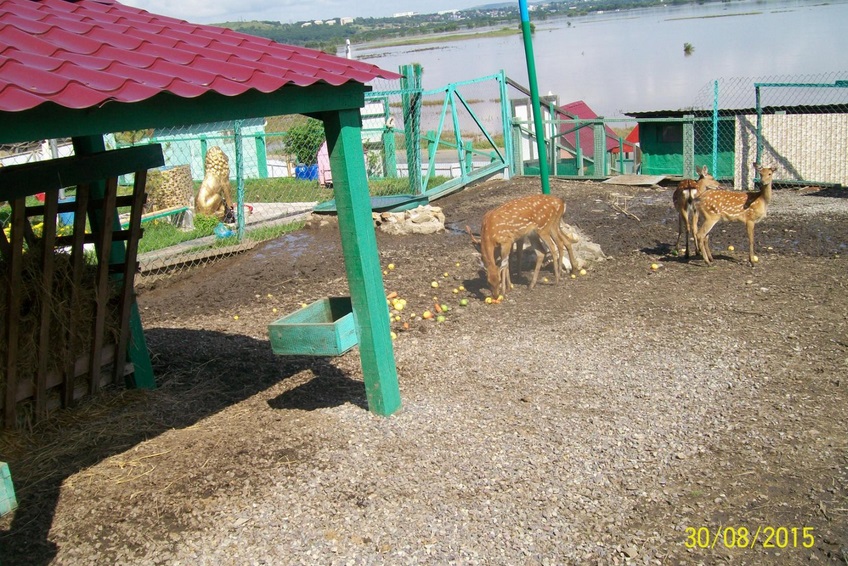 Белый ангел Уссурийск база отдыха Утесное. Зоопарк уссурийск