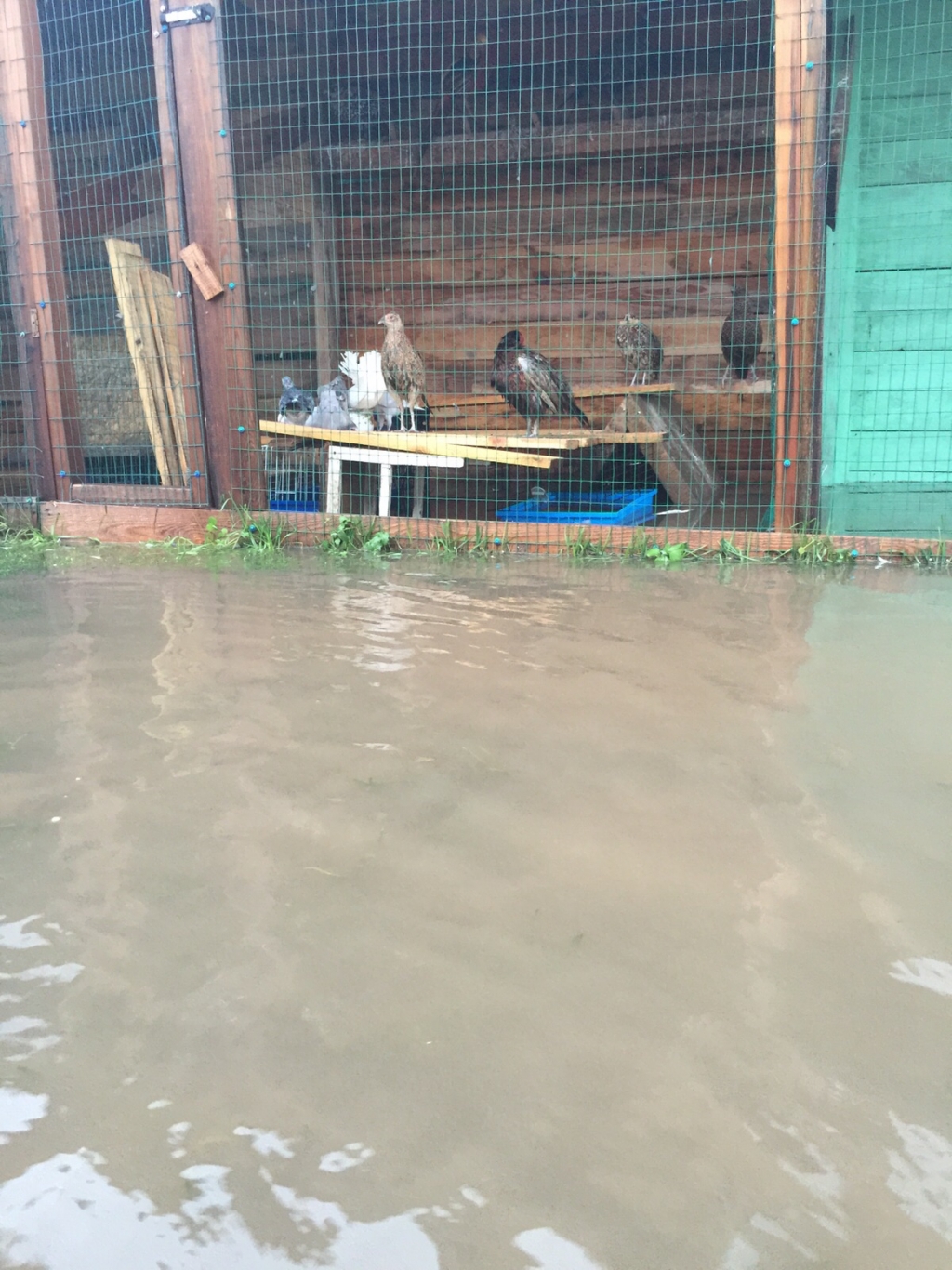 Петицию в помощь тонущим в Уссурийском зоопарке животным подписывают хабаровчане