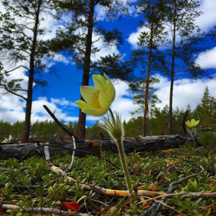 За три дня на фотоконкурс "Северная мозаика" поступило более 90 работ