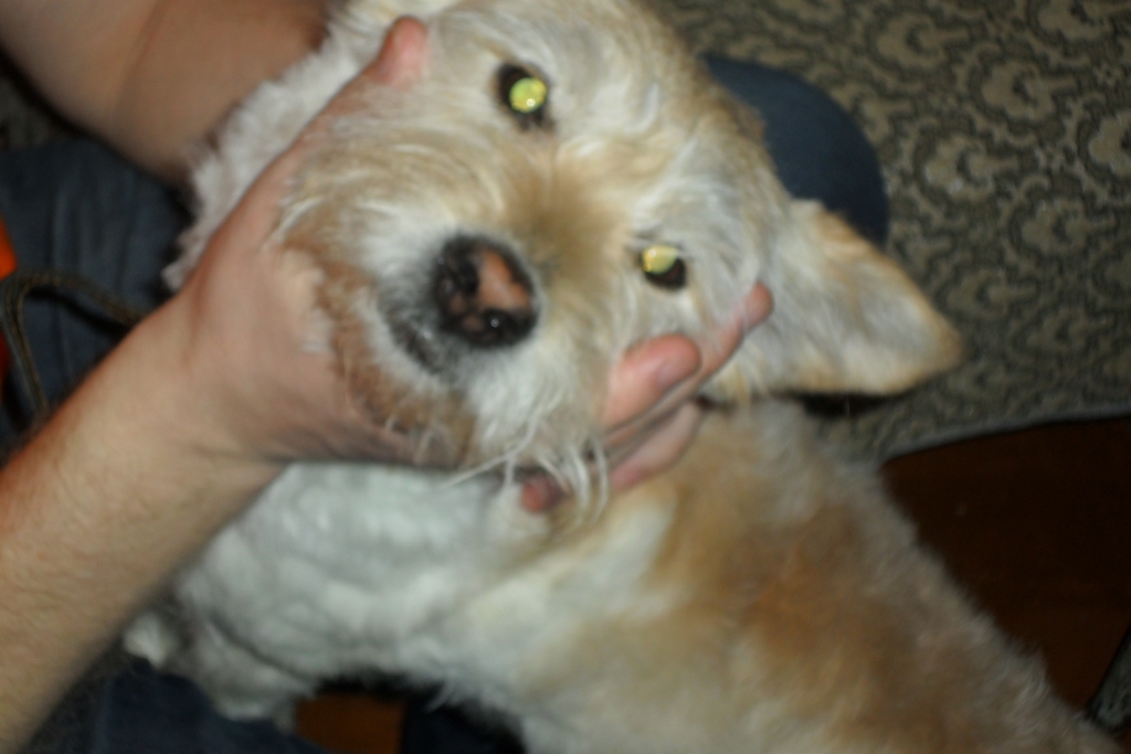 Нашего Чапу залечили от гингивита до смерти – хабаровчанин-владелец умершего пса