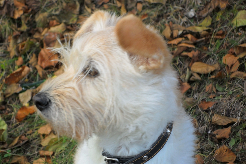 Хозяевам домашних питомцев в Хабаровске для защиты их интересов нужна "дорожная карта"