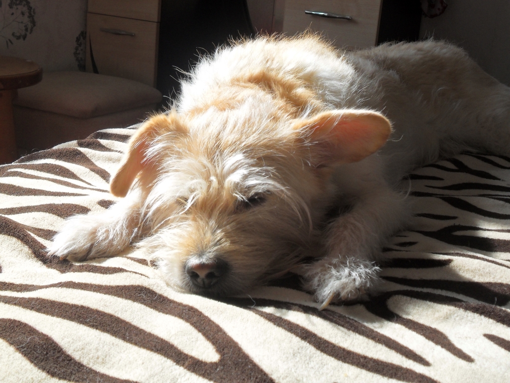 Хозяевам домашних питомцев в Хабаровске для защиты их интересов нужна "дорожная карта"