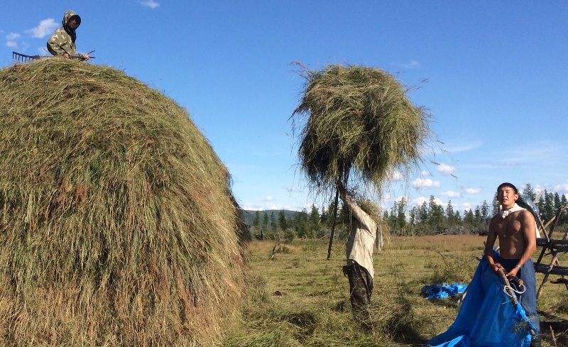Бойцы студенческих отрядов помогут сенокосчикам в северных районах Якутии