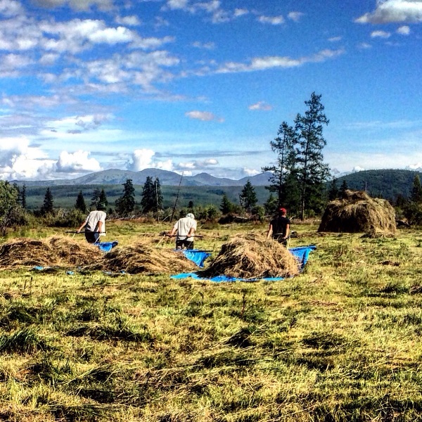 Бойцы студенческих отрядов помогут сенокосчикам в северных районах Якутии