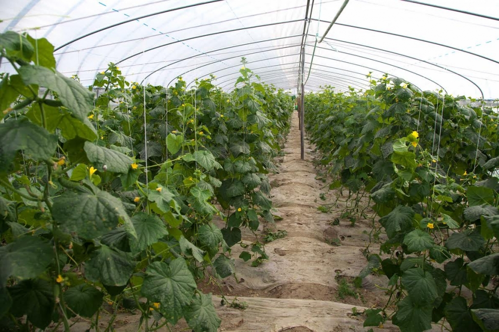 Рыбоперерабатывающий завод сахалин. Совхоз имени ленина тепличное хозяйство. Тепличный комплекс на бору. Южно-сахалинск. Совхоз соколовский сахалинская область.