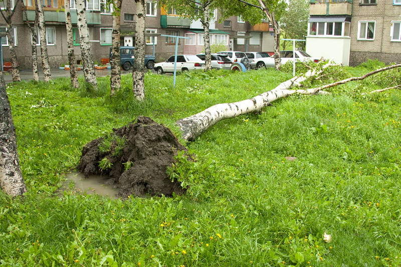 Дерево  Пресс-служба аппарата губернатора Сахалинской области