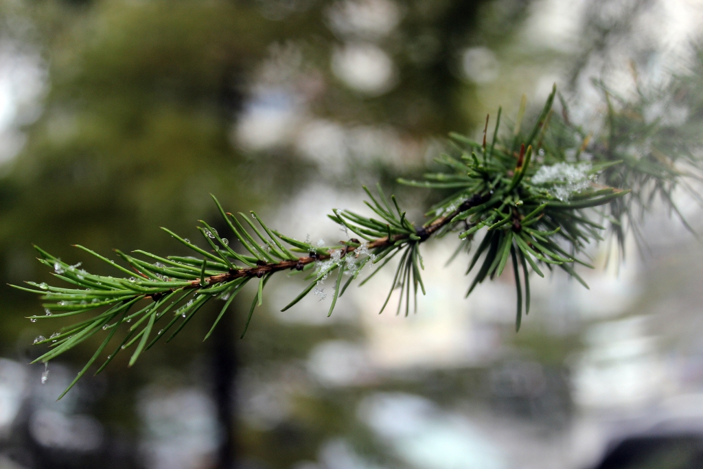 Первый снег