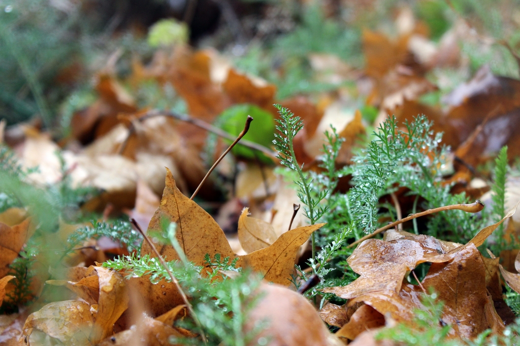 Первый снег
