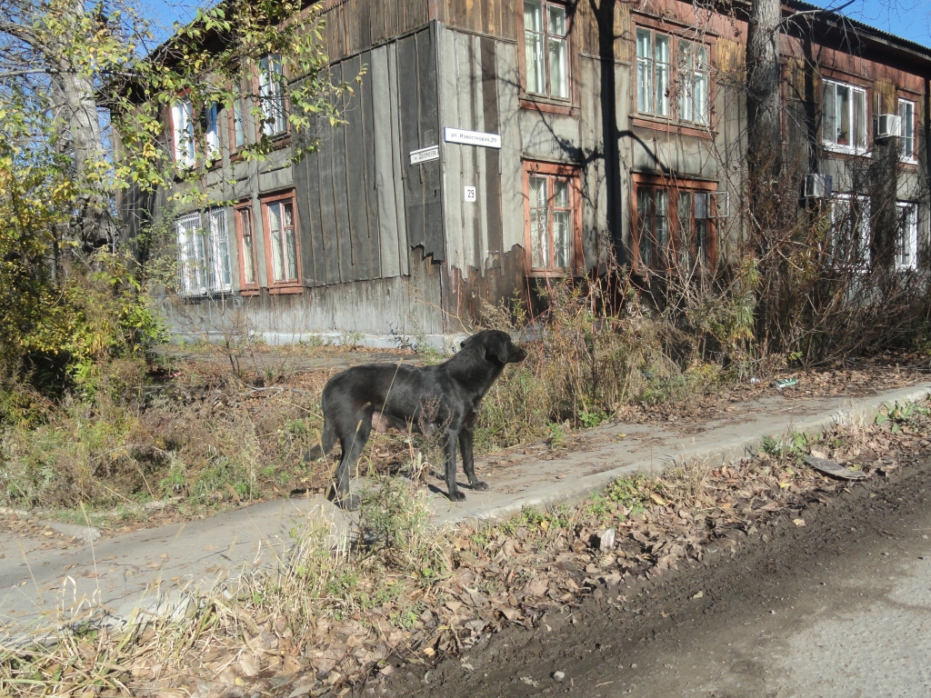 Питомник хабаровск. Бездомные животные Хабаровск. Бездомные собаки в Хабаровске. Питомник Хабаровск собаки.