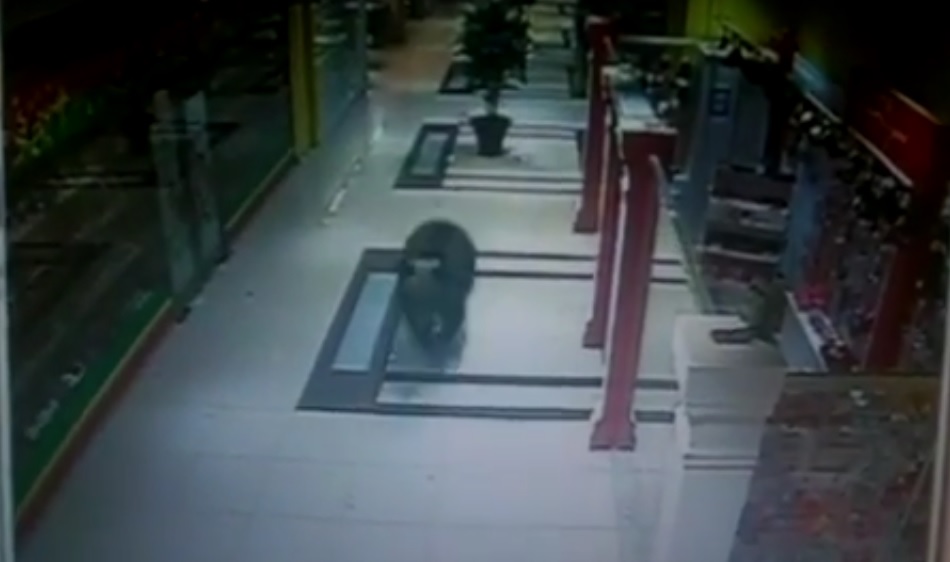 Медведь ворвался в торговый центр Хабаровска