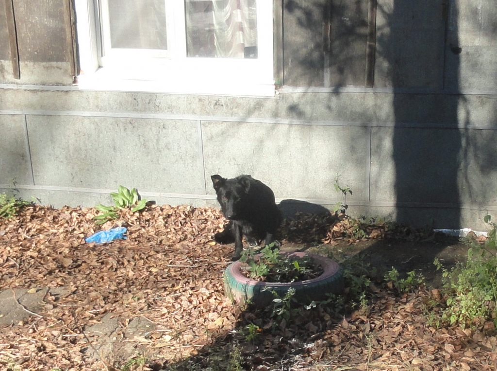 Неделя с AmurMedia