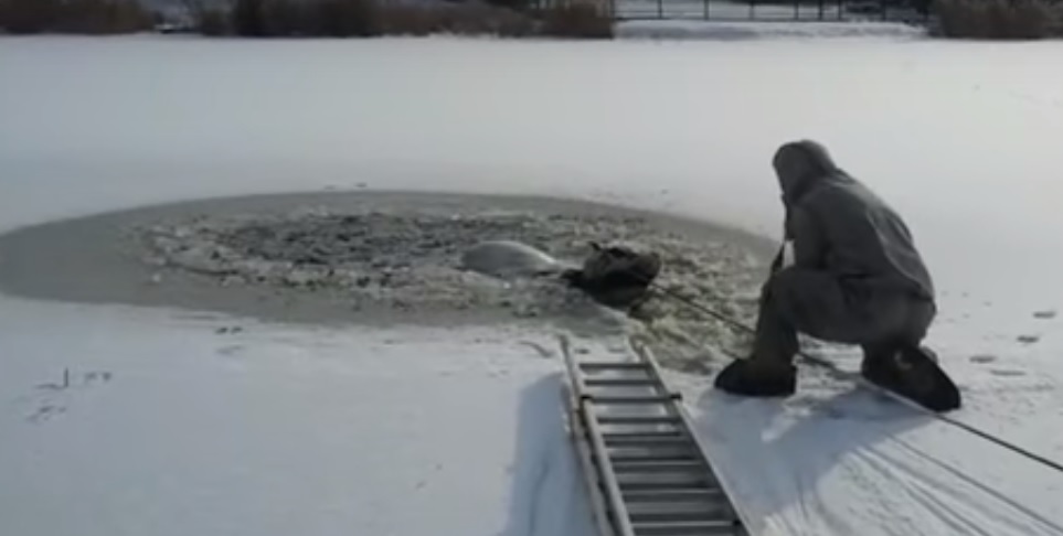 Якутские спасатели вызволили провалившуюся под лед корову