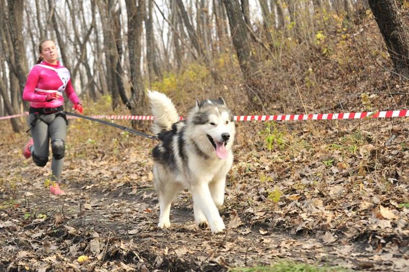 Первый чемпионат края по ездовому спорту прошел в Хабаровске