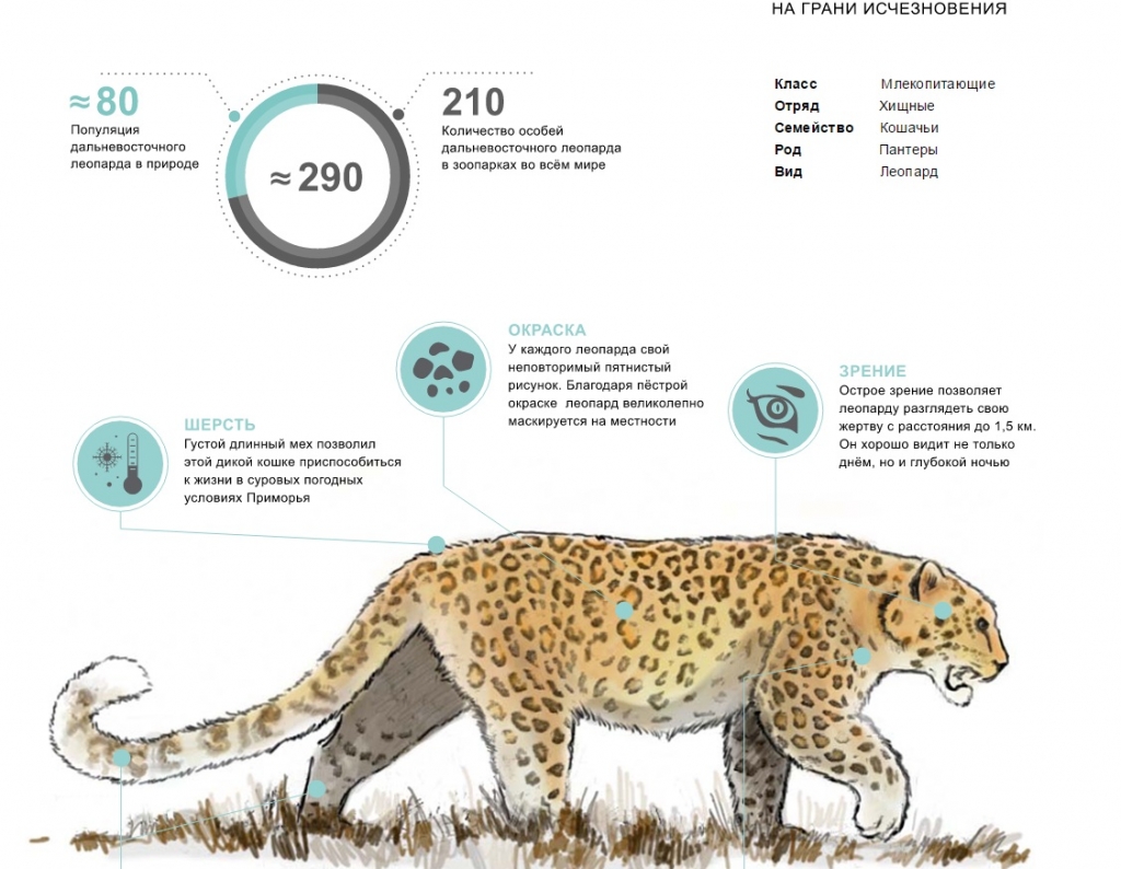 Численность леопардов