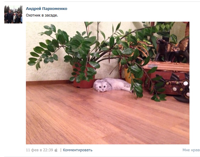Усатый-полосатый пост
