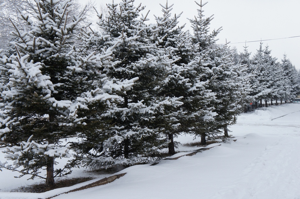 Снегопад засыпал снегом ЕАО