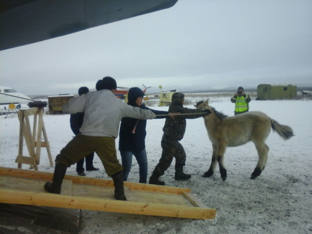 Высокопородных северных лошадей будут разводить в центральных улусах Якутии