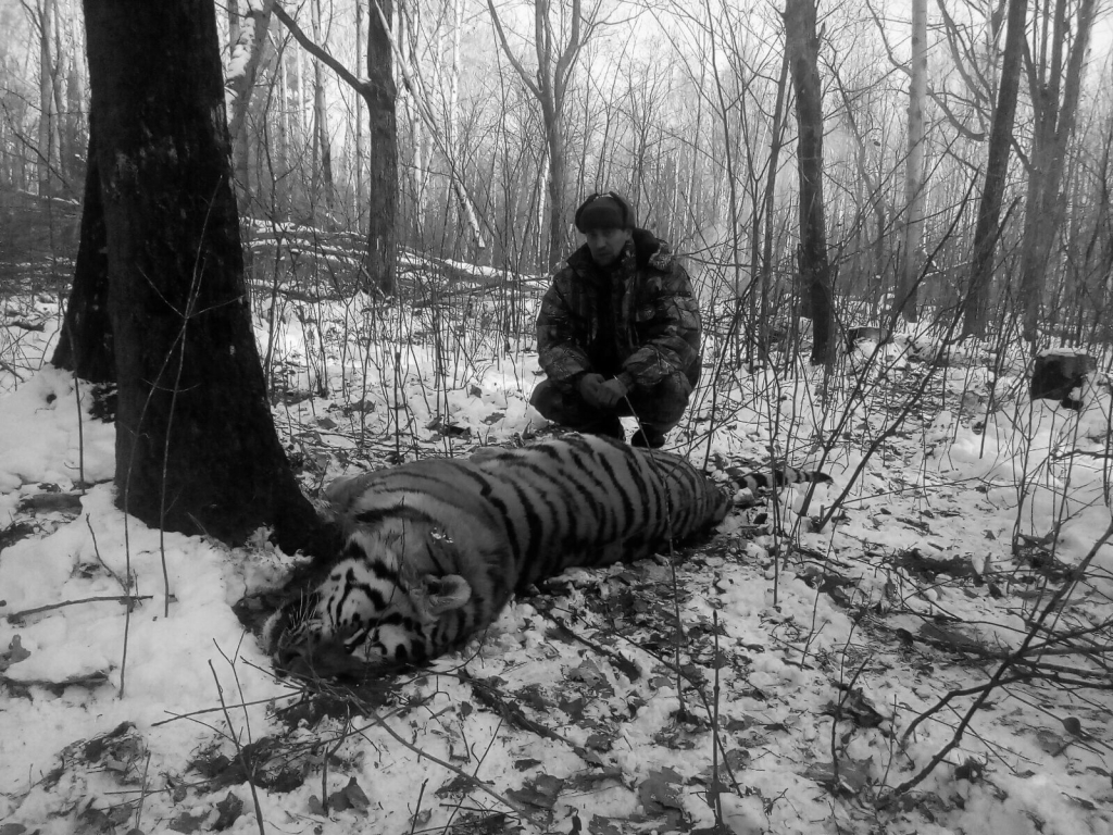 Охотник застрелил напавшего на него тигра