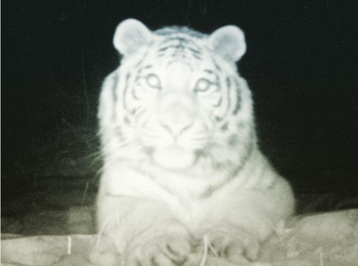 пресс-служба нацпарка "Земля леопарда"