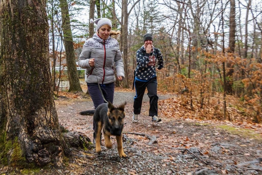 Собака - друг бегуна 