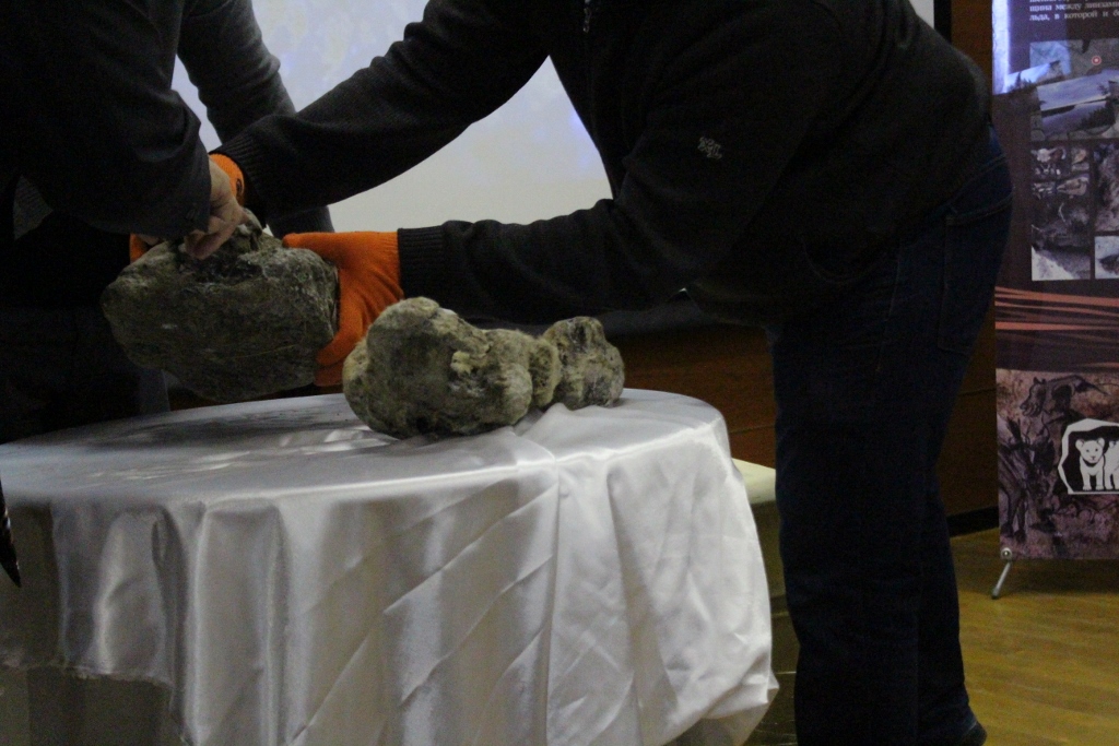 Доисторических пещерных львят, найденных в Якутии, назовут Уян и Дина