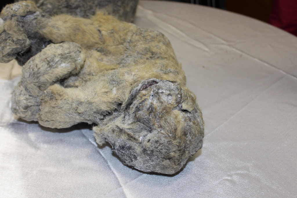 Доисторических пещерных львят, найденных в Якутии, назовут Уян и Дина