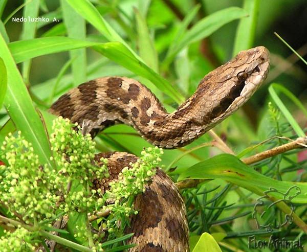 Щитомрдник http://www.floranimal.ru/show_foto.php?foi=2495&ci=0