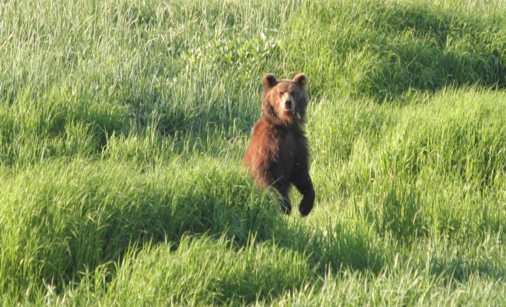 Собака лиса медведь. Магадан медведи на улице. Бурый медведь переносчик заболеваний. Медведь для переноса. Картинки собак в  Магаданской области.
