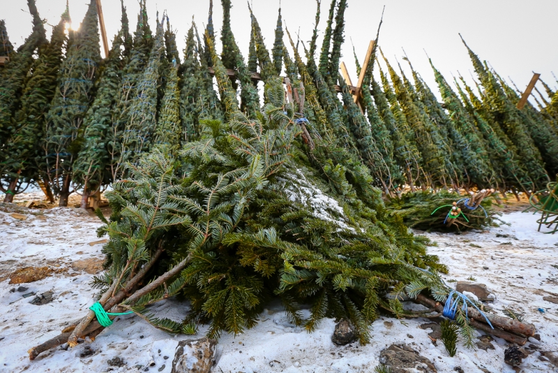 Пять способов как правильно выбрать елку в Якутии 