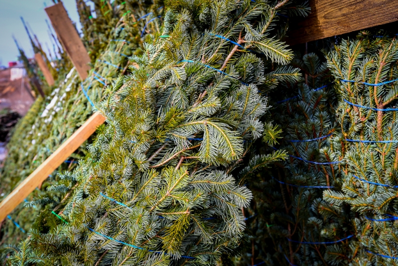 Пять способов как правильно выбрать елку в Якутии 