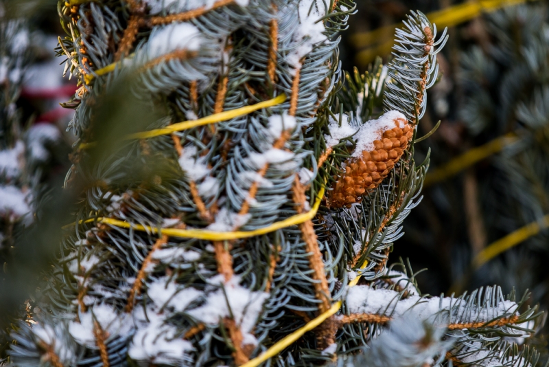 Пять способов как правильно выбрать елку в Якутии 